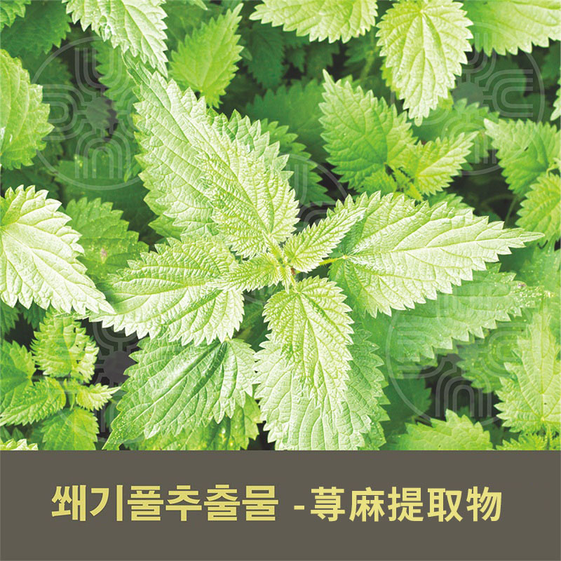 荨麻提取物