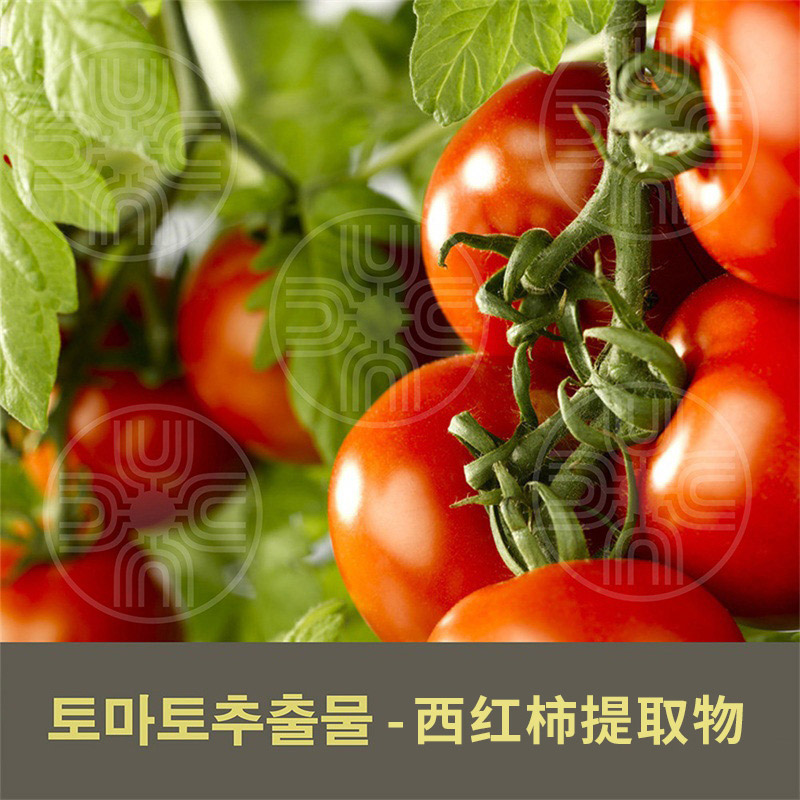 西红柿提取物